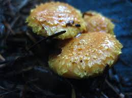 Attēlu rezultāti vaicājumam “Pholiota squarrosoides”