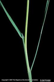 Attēlu rezultāti vaicājumam “Agrostis stolonifera”