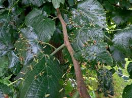 Attēlu rezultāti vaicājumam “Eriophyes tiliae”