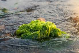 Attēlu rezultāti vaicājumam “Cladophora glomerata”