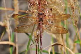 Attēlu rezultāti vaicājumam “Aeshna grandis”