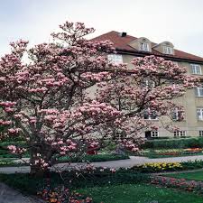 Attēlu rezultāti vaicājumam “Magnolia x soulangeana”