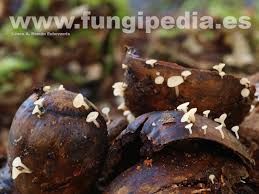 Attēlu rezultāti vaicājumam “Hymenoscyphus fructigenus”