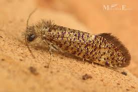 Attēlu rezultāti vaicājumam “Eriocraniidae”