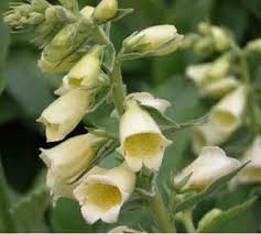 Image result for Digitalis grandiflora