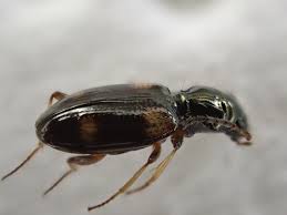 Attēlu rezultāti vaicājumam “Bembidion sp.”