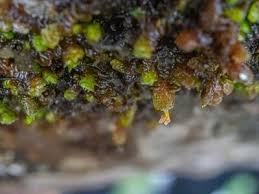 Attēlu rezultāti vaicājumam “Frullania fragilifolia macro”