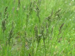 Attēlu rezultāti vaicājumam “Poa pratensis fruit”