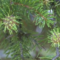 Attēlu rezultāti vaicājumam “Adelges laricis”