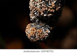 Attēlu rezultāti vaicājumam “Comatricha fragilis macro”