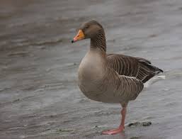 Attēlu rezultāti vaicājumam “Anser brachyrhynchus”