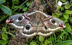 Attēlu rezultāti vaicājumam “Colostygia pectinataria male”