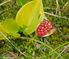 Attēlu rezultāti vaicājumam “Calla palustris fruit”