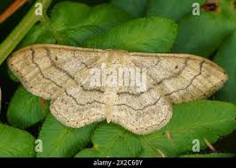 Attēlu rezultāti vaicājumam “Idaea aversata”