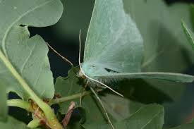 Attēlu rezultāti vaicājumam “Geometra papilionaria”