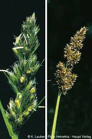 Attēlu rezultāti vaicājumam “Carex vulpina”