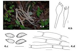 Attēlu rezultāti vaicājumam “Clavaria fumosa”
