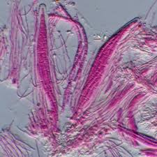 Attēlu rezultāti vaicājumam “Petractis sp.”