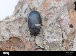 Attēlu rezultāti vaicājumam “Alleculidae”