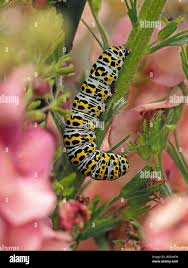 Attēlu rezultāti vaicājumam “Cucullia verbasci larva”