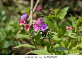 Attēlu rezultāti vaicājumam “Pulmonaria obscura leaf”