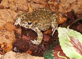 Attēlu rezultāti vaicājumam “Pseudepidalea viridis adult”