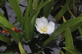 Attēlu rezultāti vaicājumam “Stratiotes aloides flower”