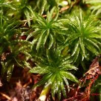 Attēlu rezultāti vaicājumam “Polytrichales”