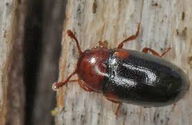 Attēlu rezultāti vaicājumam “Dacne bipustulata”