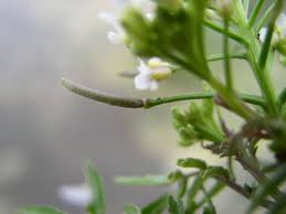 Image result for Rorippa nasturtium-aquaticum