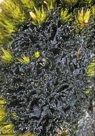 Attēlu rezultāti vaicājumam “Leptogium lichenoides”