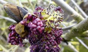 Attēlu rezultāti vaicājumam “Fraxinus excelsior flower”