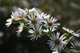 Attēlu rezultāti vaicājumam “Symphytocarpus sp.”