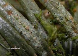 Attēlu rezultāti vaicājumam “Fellhanera subtilis”