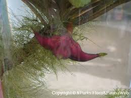 Attēlu rezultāti vaicājumam “Trapaceae”