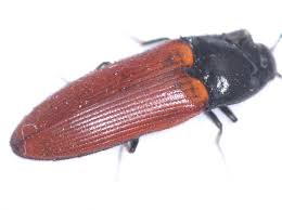 Attēlu rezultāti vaicājumam “Ampedus pomorum”