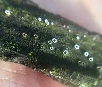 Attēlu rezultāti vaicājumam “Stictis”