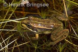 Attēlu rezultāti vaicājumam “Pelophylax juvenile”