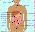 Human Digestive System - EnchantedLearning.
