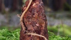 Attēlu rezultāti vaicājumam “Strobilurus esculentus”