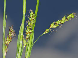 Attēlu rezultāti vaicājumam “Carex pilosa”