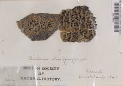 Attēlu rezultāti vaicājumam “Biatora sphaeroides”