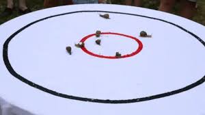 Image result for World Snail Racing Championships