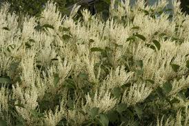 Attēlu rezultāti vaicājumam “Reynoutria japonica”