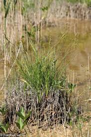 Attēlu rezultāti vaicājumam “Carex lepidocarpa leaf”