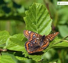 Attēlu rezultāti vaicājumam “Euphydryas maturna”