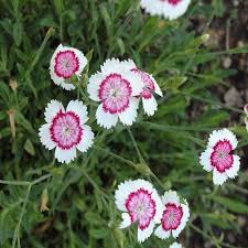 Attēlu rezultāti vaicājumam “Dianthus deltoides”