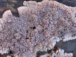 Attēlu rezultāti vaicājumam “Phlebia rufa”