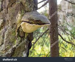 Attēlu rezultāti vaicājumam “Phellinus nigricans”