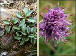 Image result for Succisa pratensis